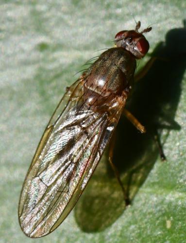 Dryomyza flaveola